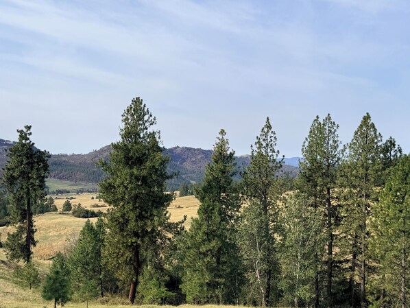 A landscape with a variety of trees and a hilly background.