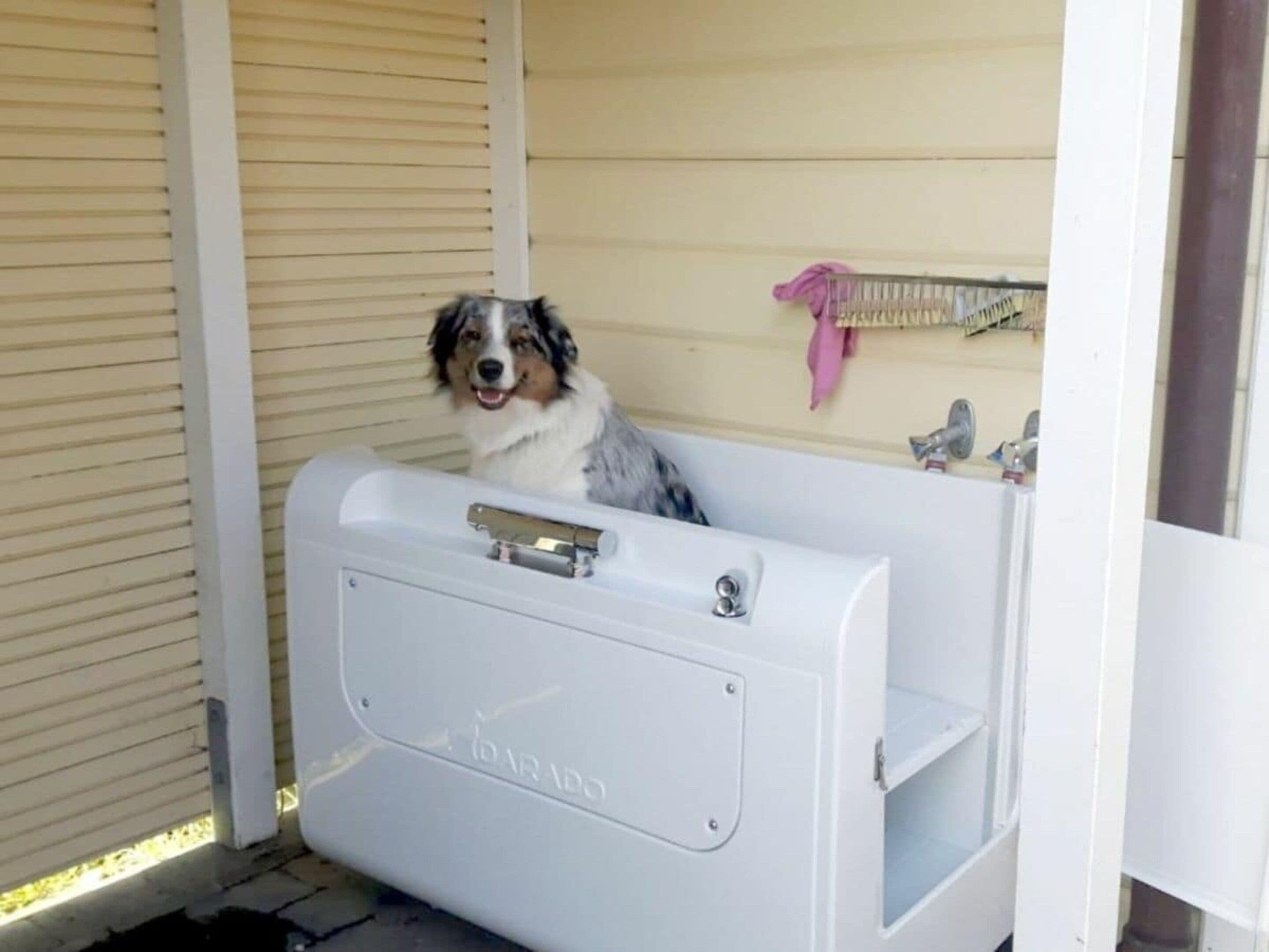 Un chien assis dans une baignoire, avec une pomme de douche et un porte-serviettes en arrière-plan.