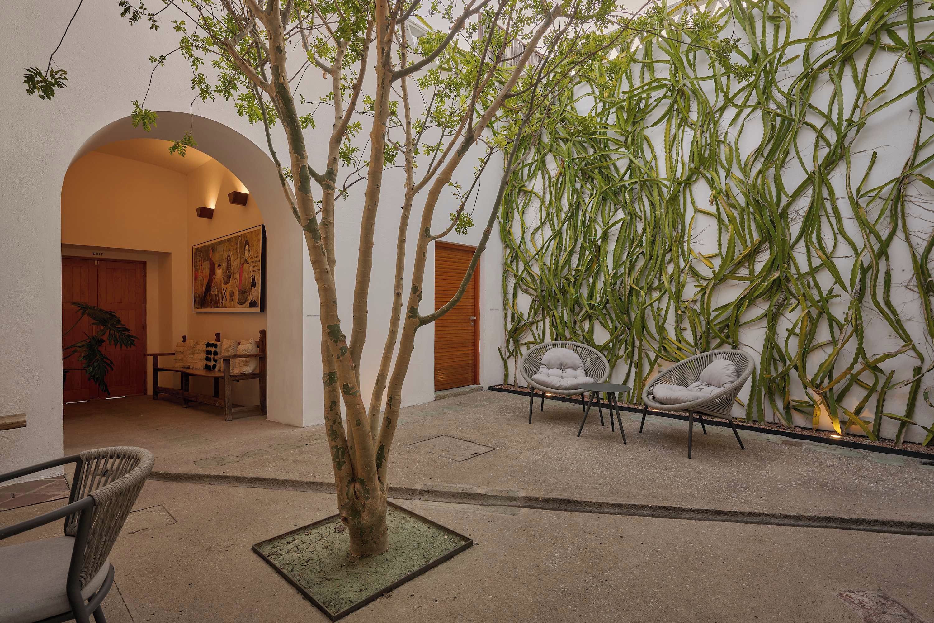 Une cour avec un arbre, deux chaises et un mur recouvert de plantes grimpantes.