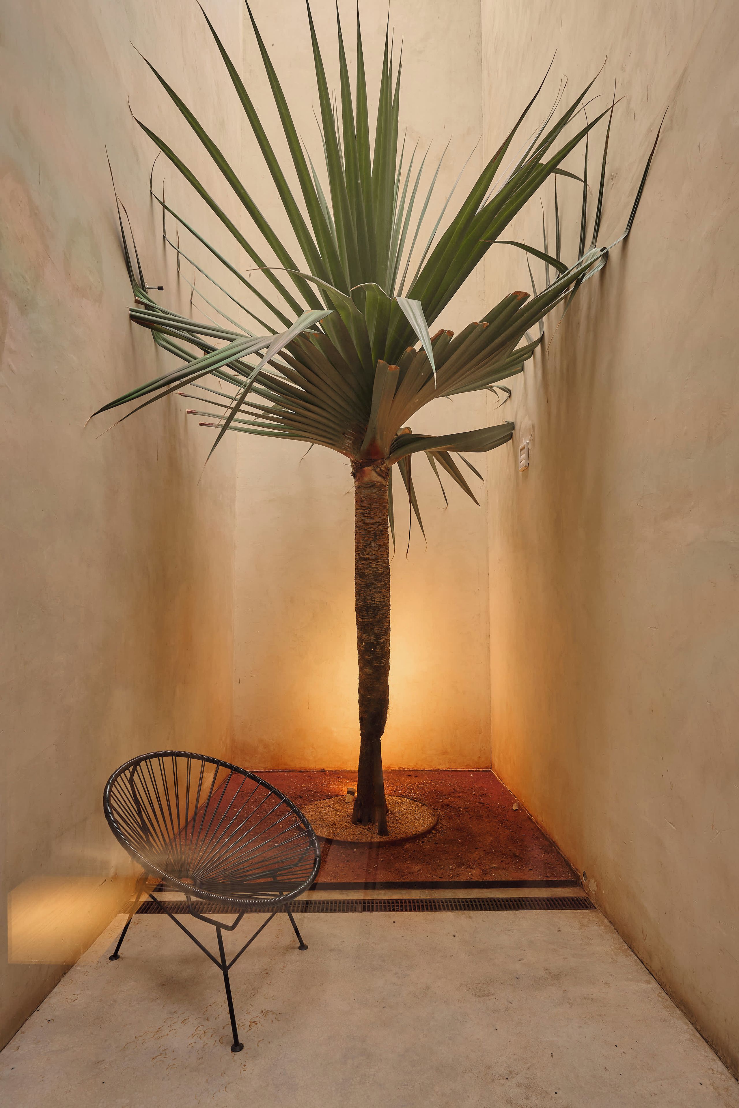 Een potpalm in een kleine ruimte met een enkele stoel.