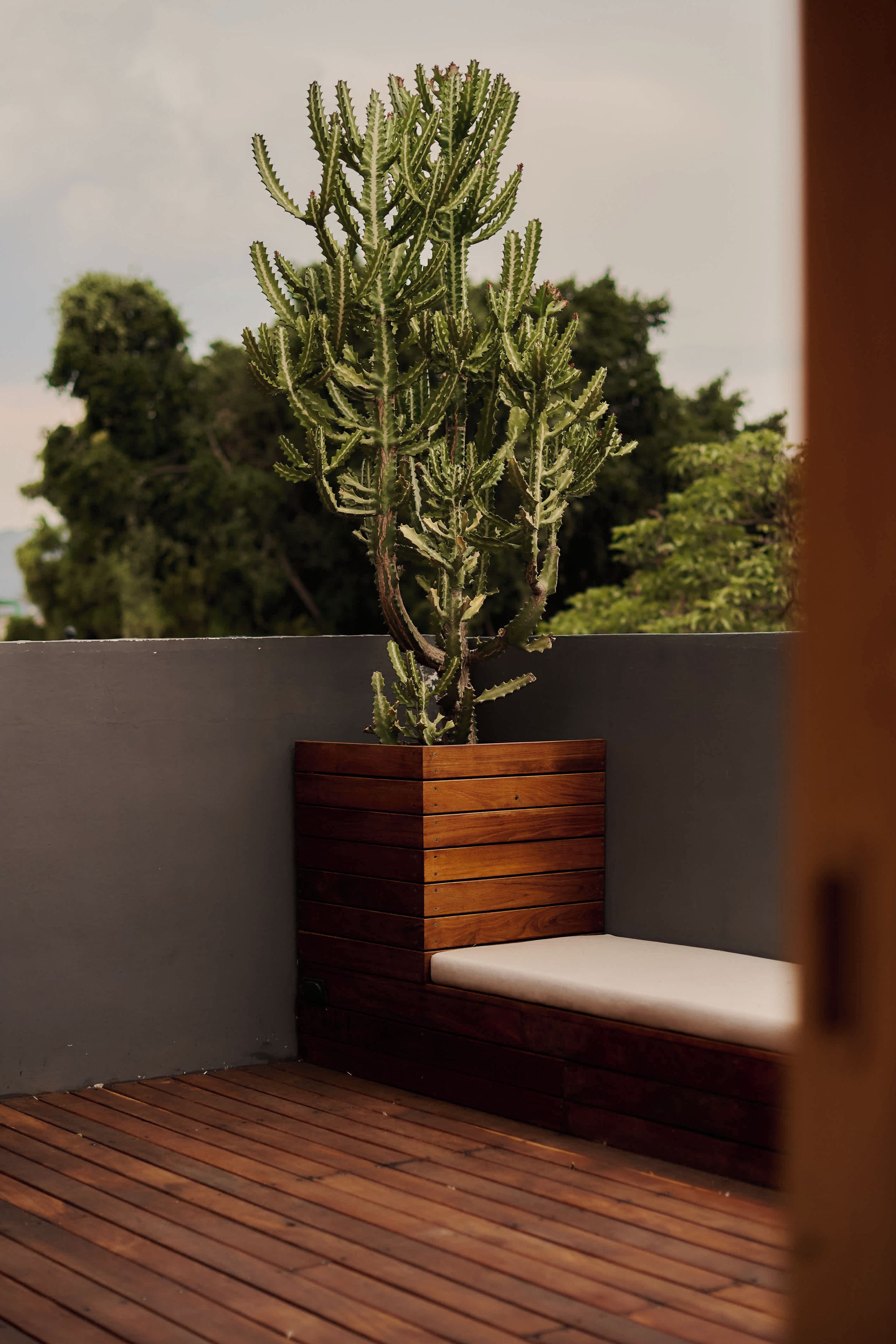 Un cactus dans un pot en bois, placé sur un balcon où se trouve un banc.