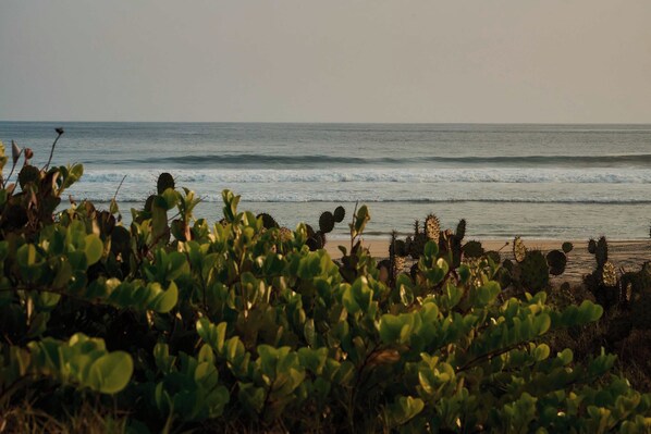 A beach with cacti in the foreground and a calm sea in the background.