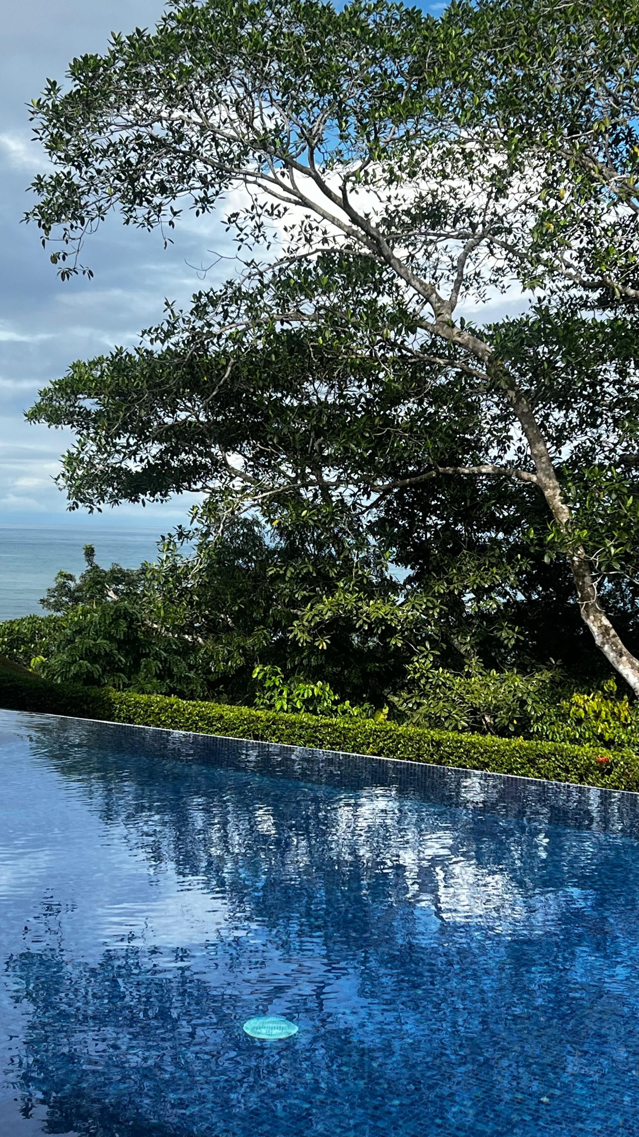 A swimming pool with clear water, surrounded by lush greenery and a tree.