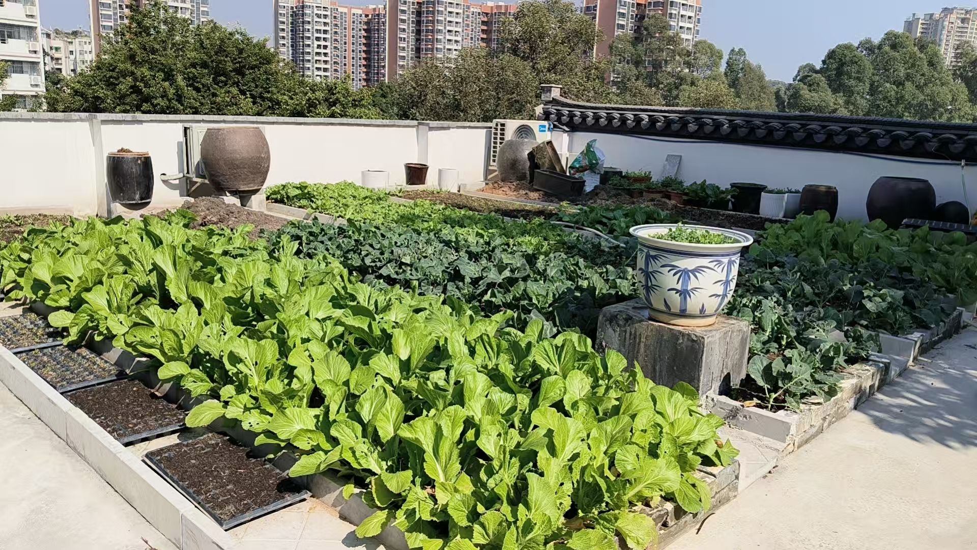 A rooftop garden with various plants and traditional Chinese architectural elements.