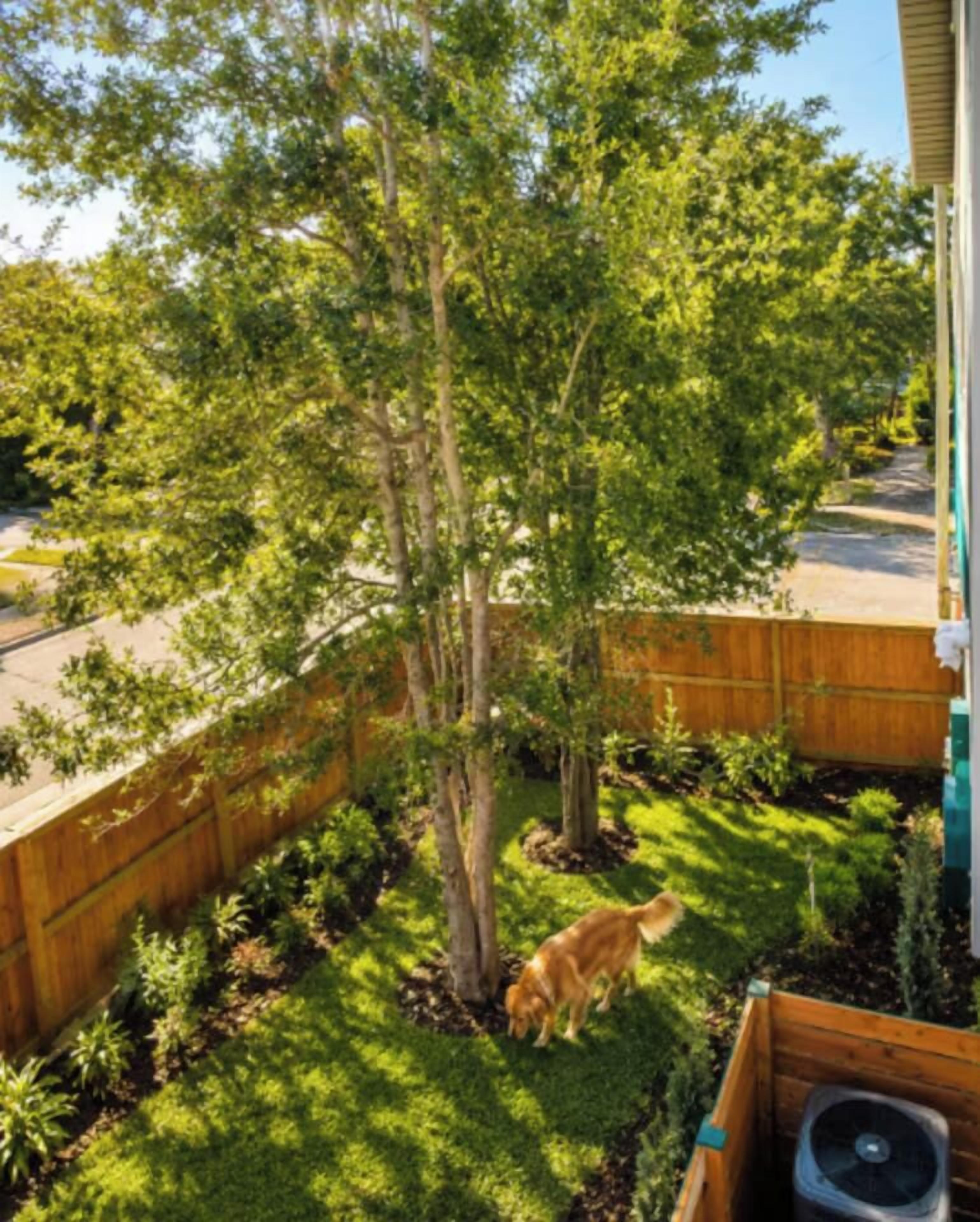 Un árbol en un patio trasero con un perro.