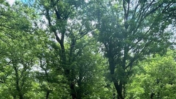 Miscellaneous - Shaded Grove Campsites - Shaded Grove Campsites (Rockbridge)