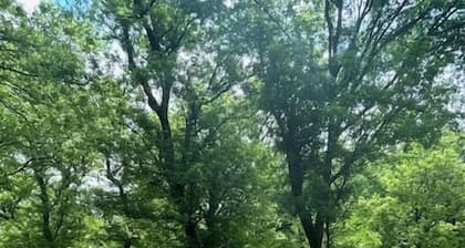 Shaded Grove Campsites - Shaded Grove Campsites