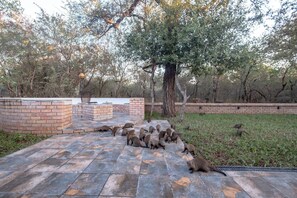 A paved outdoor area with a brick wall and a tree. - Kruger Villa - Where luxury meets nature (Marloth Park)