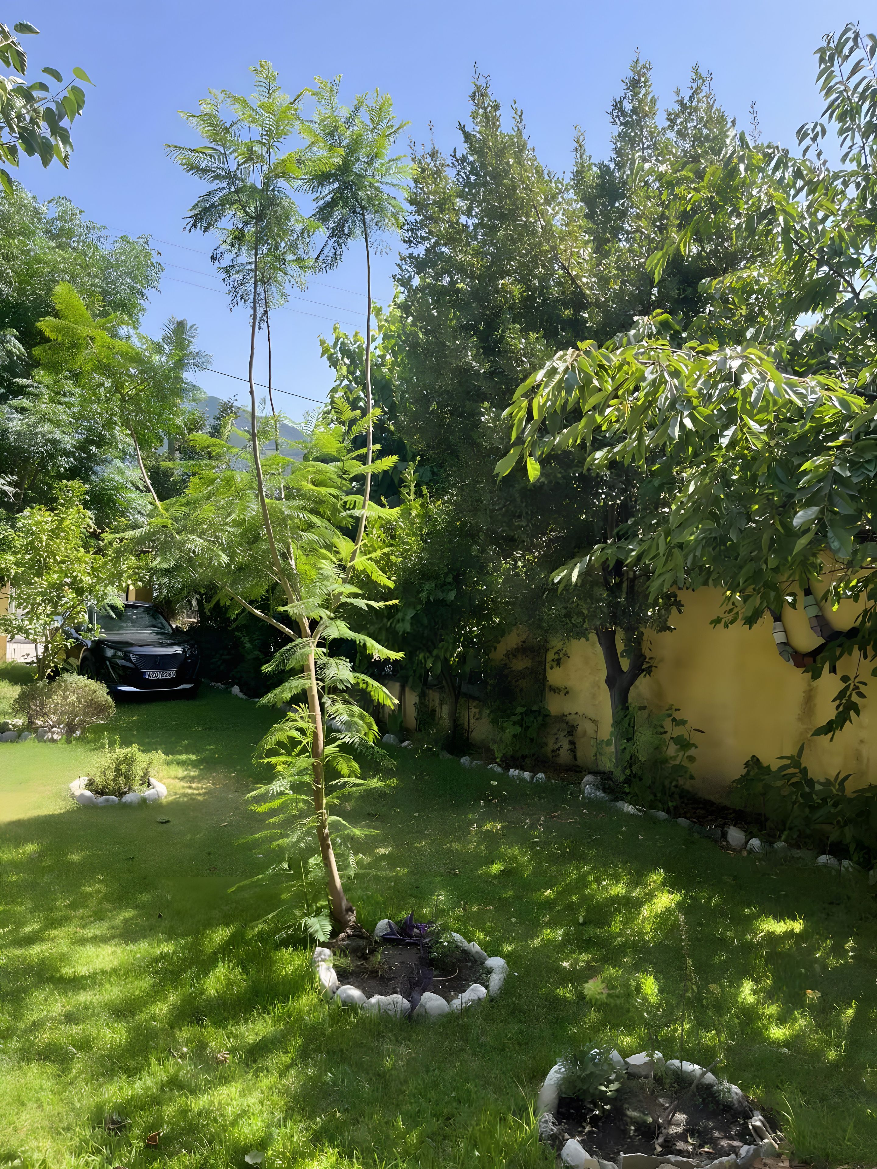 Een tuin met verschillende bomen en een auto op de achtergrond.