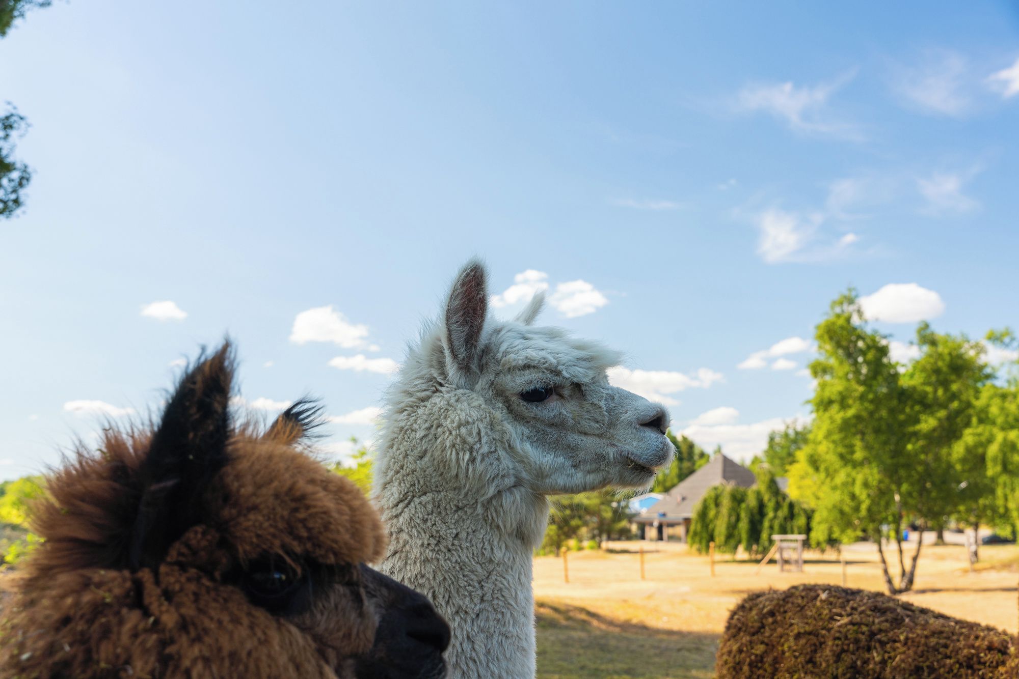 Ein Lama mit braun-weißem Fell, ein weißes Lama und ein Baum im Hintergrund.