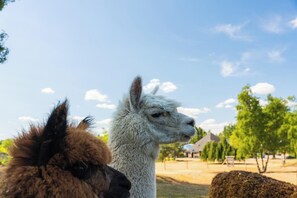 Two llamas in an outdoor setting with a clear sky and trees in the background.