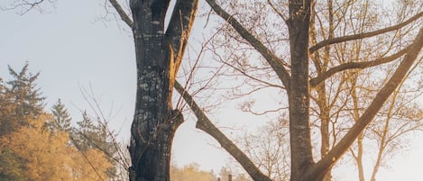 Un parc avec de grands arbres et une structure en bois.