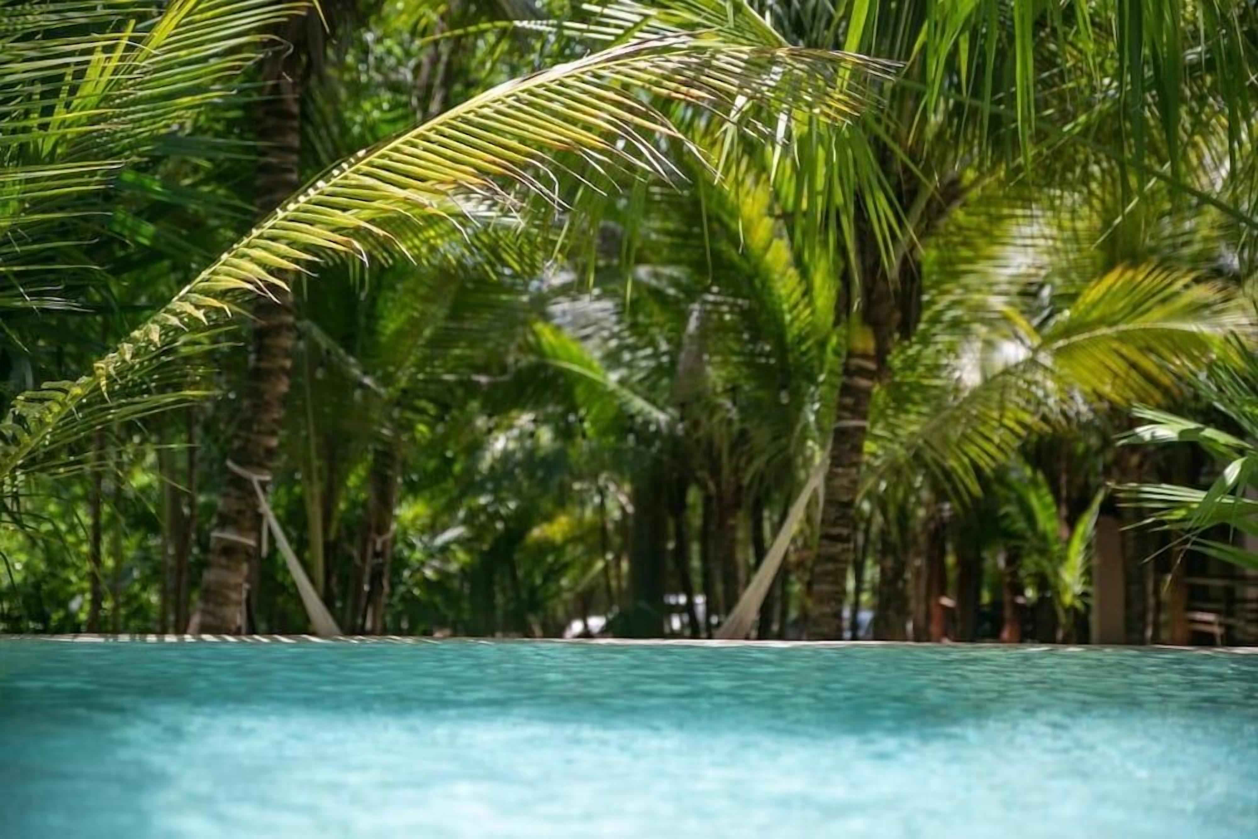 A swimming pool surrounded by palm trees.