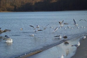 A body of water with seagulls flying and standing on the shore. - House Ostseestrand (4) (Dranske \/ OT lancken)