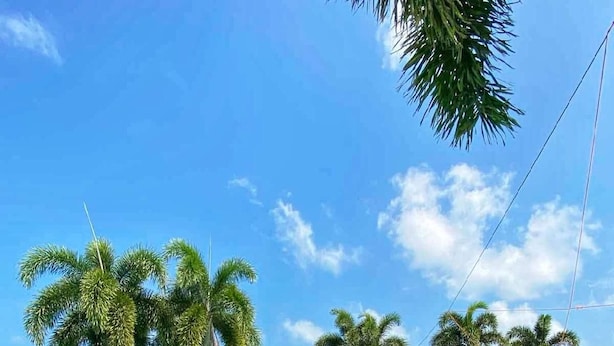 Piscina com borda curva, cercada por palmeiras e espreguiçadeiras.