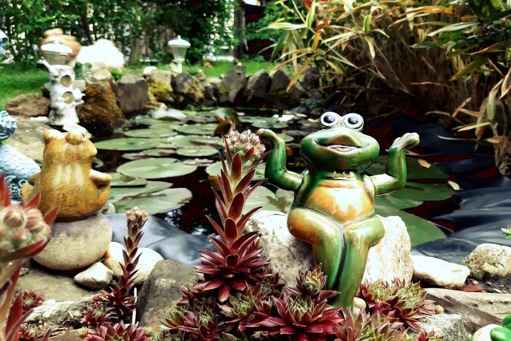 Een tuin met een beeld van een kikker, stenen en vetplanten.