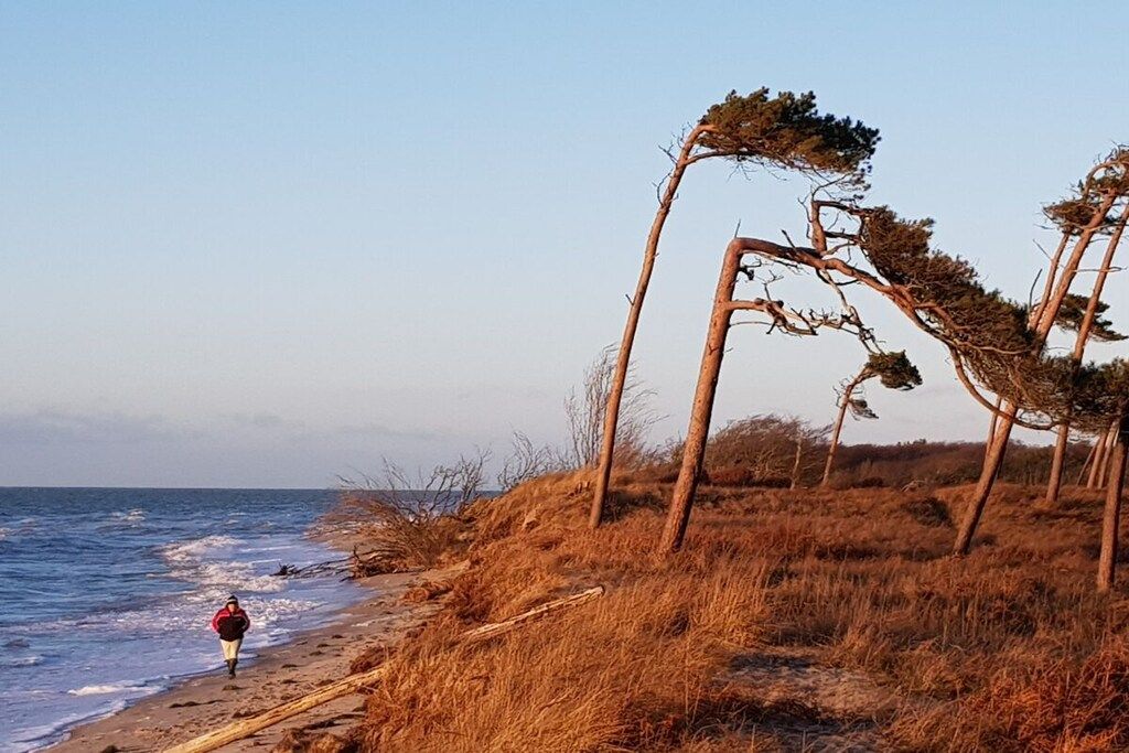 En strandscen med en person som promenerar längs stranden, träd och havet.