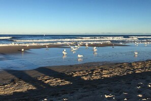 A beach with sand and water, and birds on the shore. - Dune Residence Queen Augusta 3 (Ostseebad Binz)