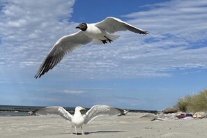 A seagull in flight over a sandy beach with the ocean in the background. - Holiday apartment “Walter” on the Baltic Sea (Zingst)