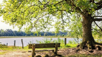 A wooden bench under a tree by a lake.
