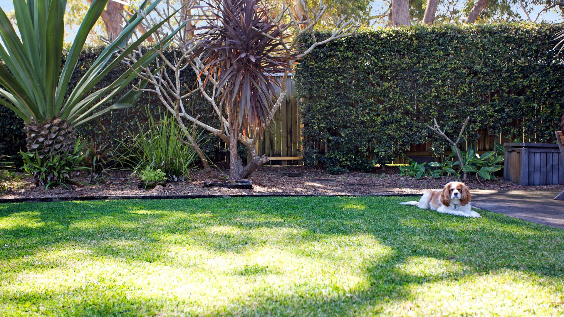 Een hond ligt op een verzorgd gazon, met diverse planten en een houten hek op de achtergrond.
