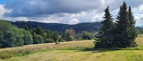 Paisaje rural con un campo cubierto de hierba, un gran árbol de hoja perenne y una cadena montañosa al fondo.