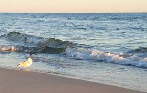 Eine Möwe am Strand, im Hintergrund Wellen.
