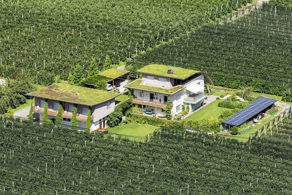 A residential area with houses featuring green roofs, surrounded by a vineyard.