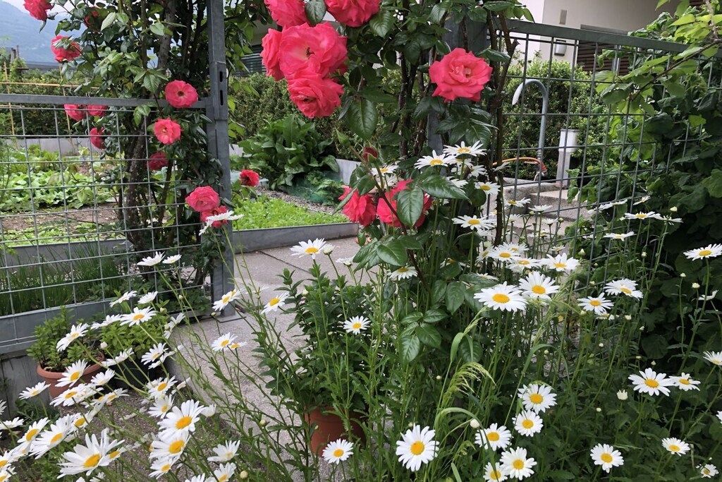 A garden with a metal trellis supporting red roses and white daisies.