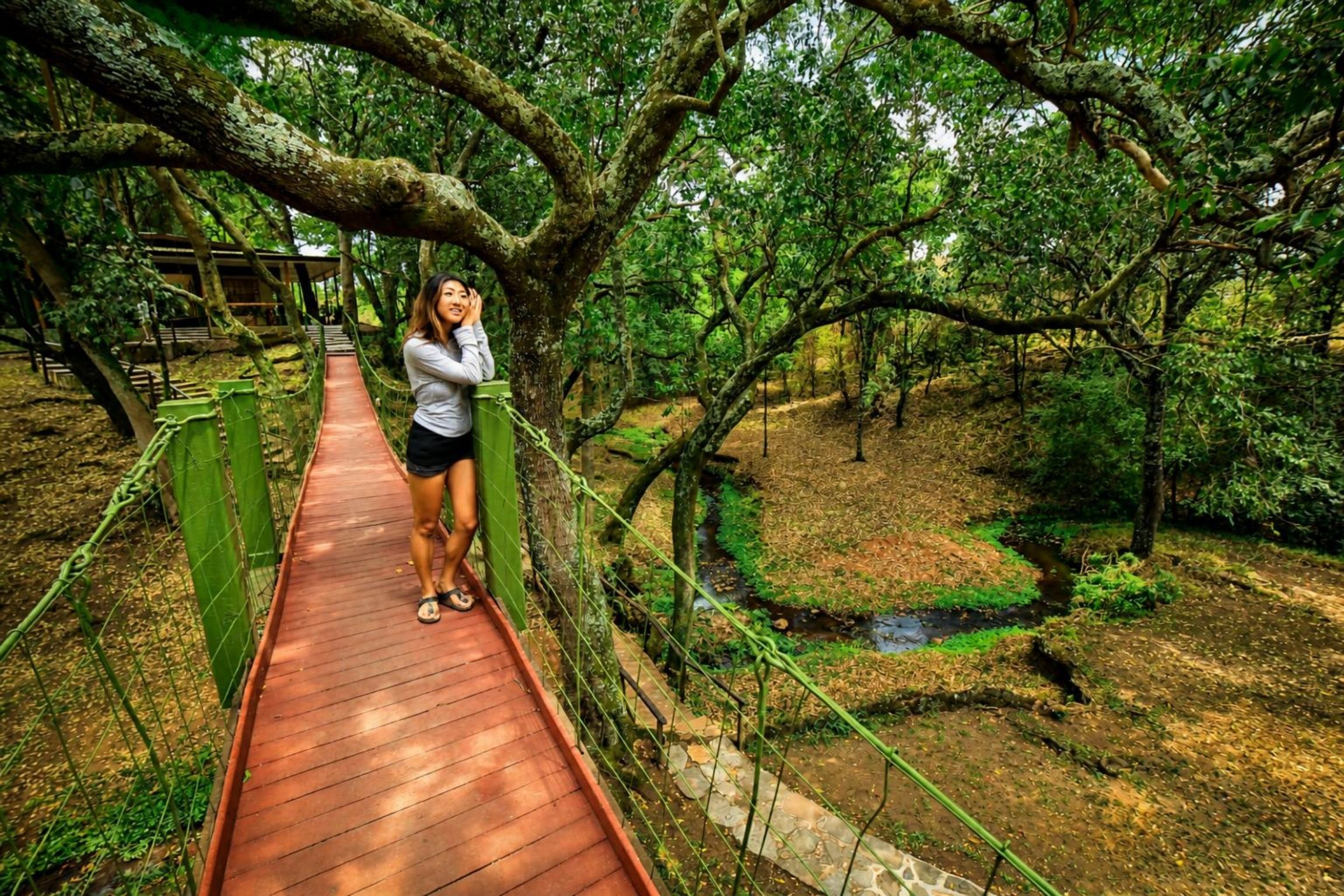 A wooden bridge in a forested area with a person standing on it.