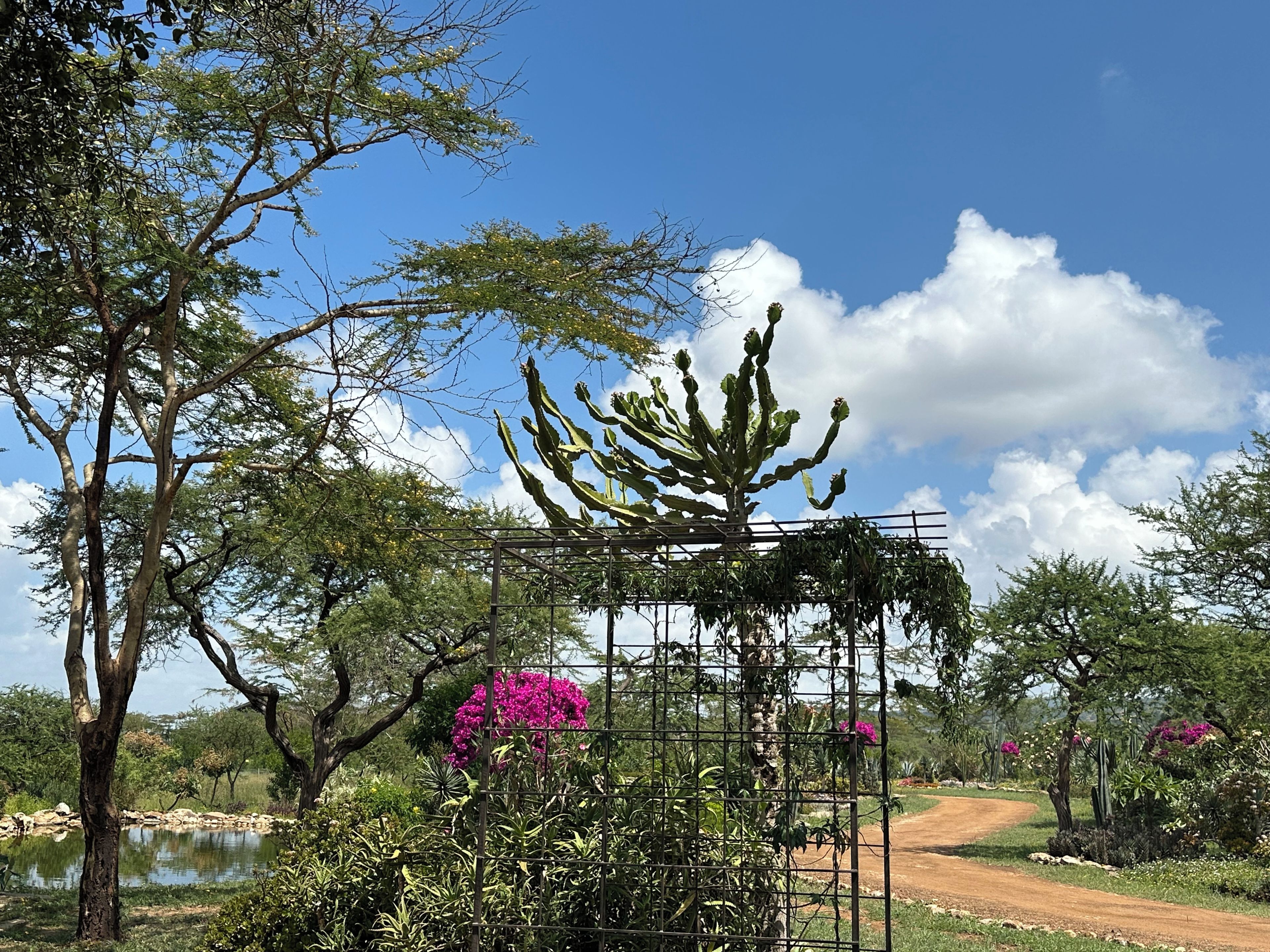 Un jardín con un cactus, un estanque y un sendero de tierra.
