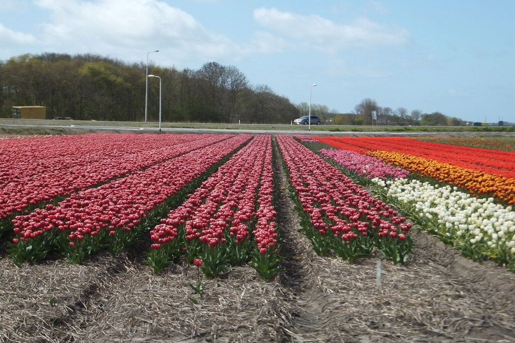 Eine Tulpenblüte mit Reihen von Blumen in verschiedenen Farben.