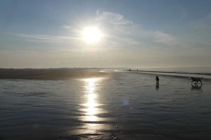 A beach with a wet sand surface reflecting sunlight, a person standing, and a dog walking. - Cottage in Serooskerke with swimming pool (Serooskerke)