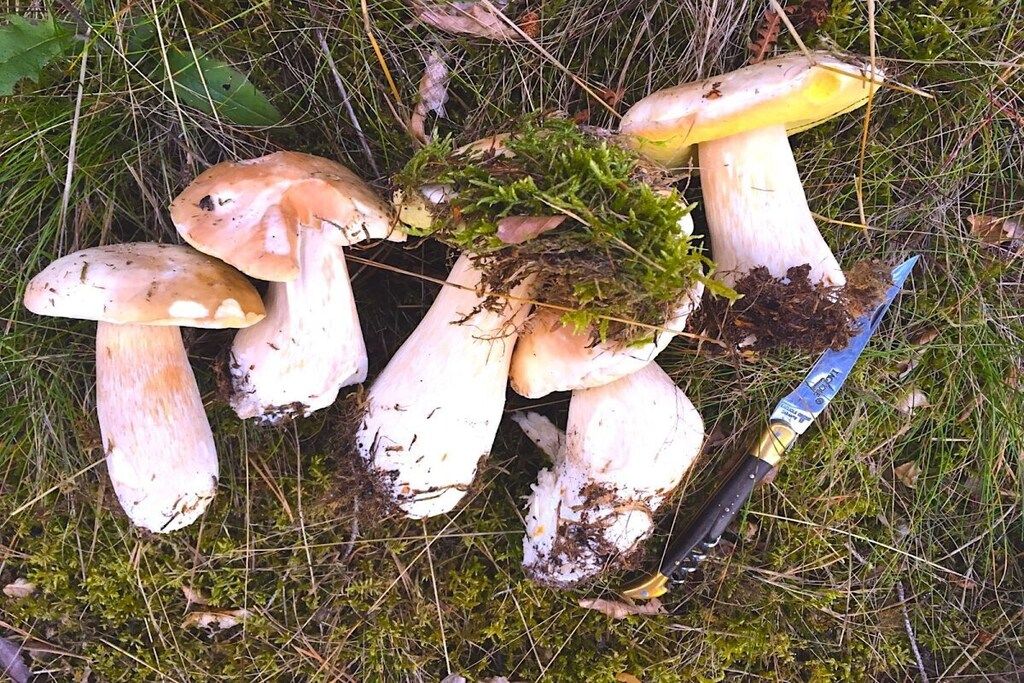Un grupo de setas con un cuchillo a su lado.