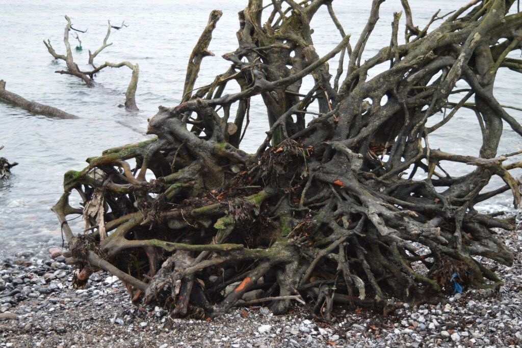 Ein Haufen Äste und Treibgut an einem Kiesstrand.