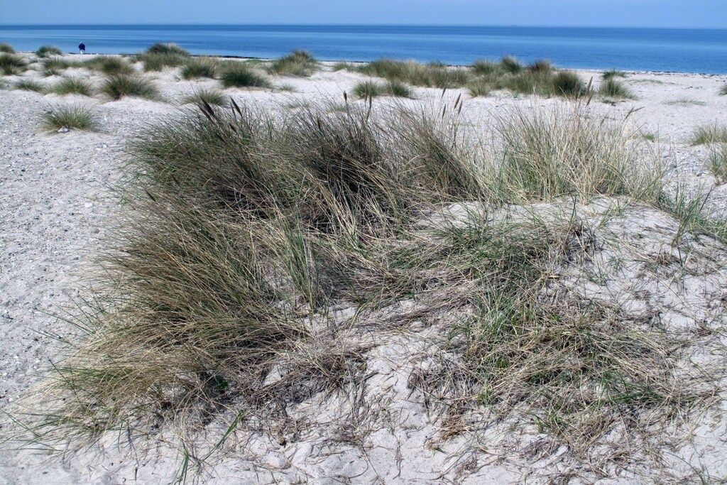 A sandy beach with dunes and a clear view of the ocean.