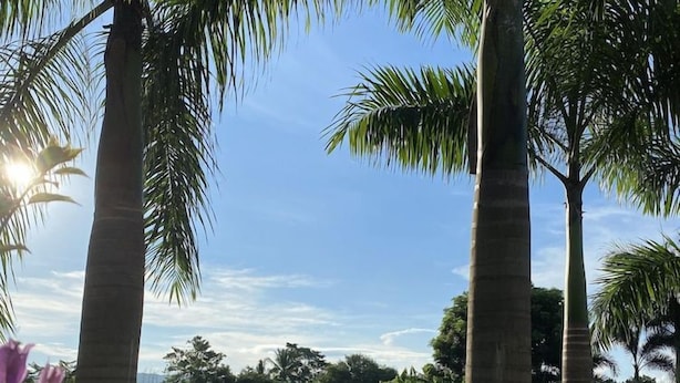 Un área de piscina con palmeras y un pabellón.