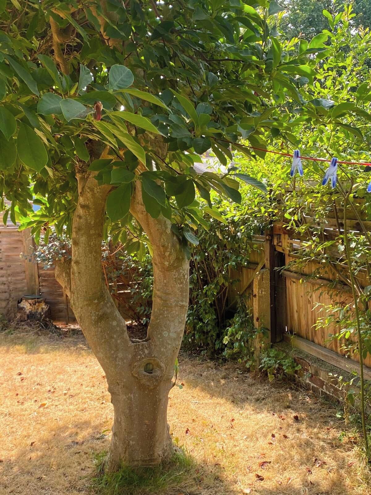 Un árbol con tronco y ramas visibles, rodeado por una cerca de madera y hierba seca.
