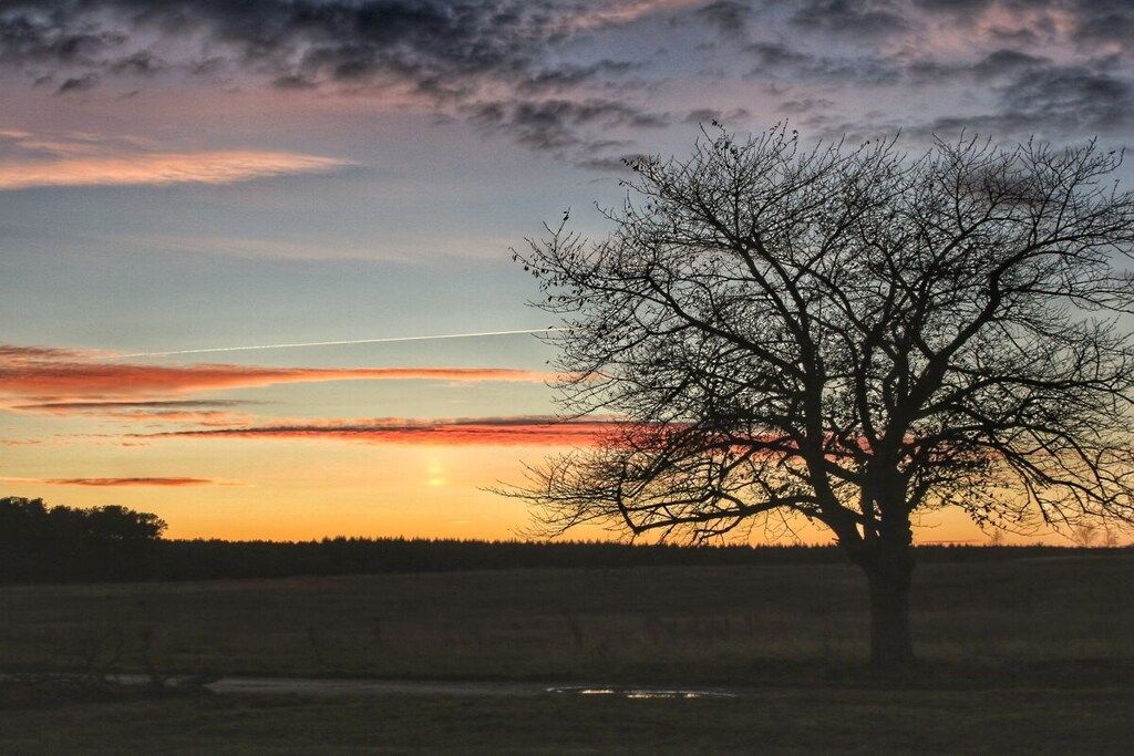 Ett träd på en åker med en solnedgång i bakgrunden.