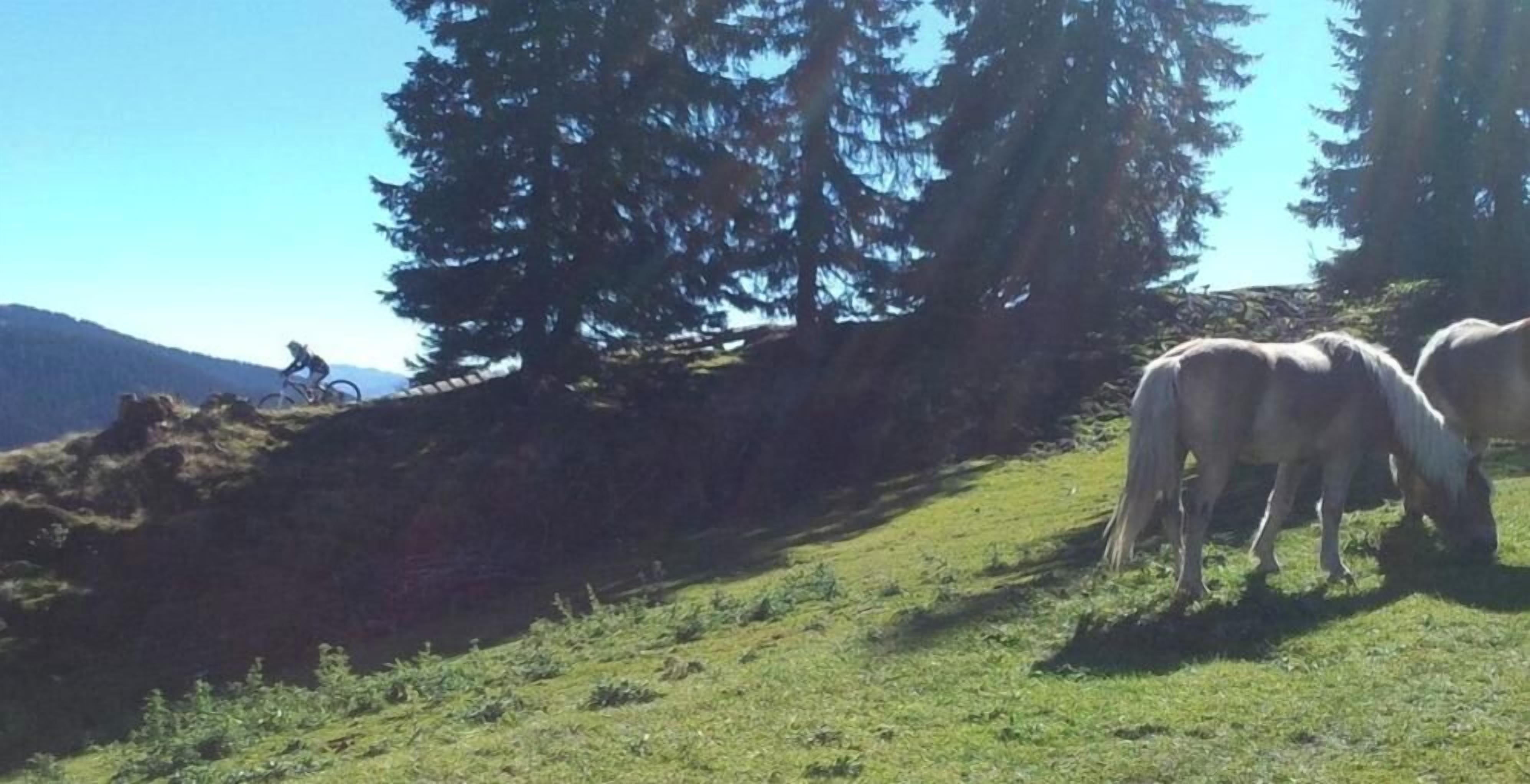 Ein grasbewachsenes Hügelufer mit einem Radfahrer und zwei Pferden.