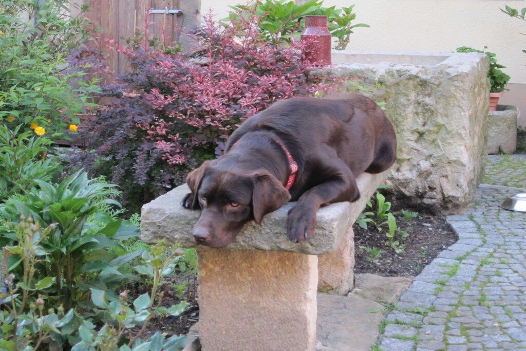 A dog resting on a stone bench in a garden with various plants and a brick pathway.