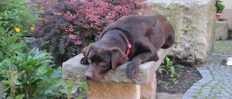 A dog resting on a stone bench in a garden with various plants and a brick pathway.