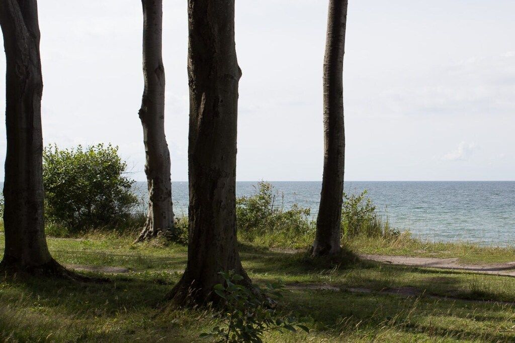 Eine natürliche Landschaft mit Bäumen und Blick auf das Wasser.