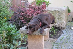 A dog resting on a stone bench in a garden with various plants and a brick pathway. - Holiday apartment with 2 bedrooms (Bahretal)