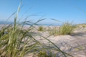 A sandy beach with tall grasses and a clear sky. - Holiday apartment with 1 bedroom (Graal-Müritz)