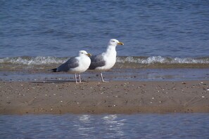 Twee meeuwen op een zandstrand, met water op de achtergrond.