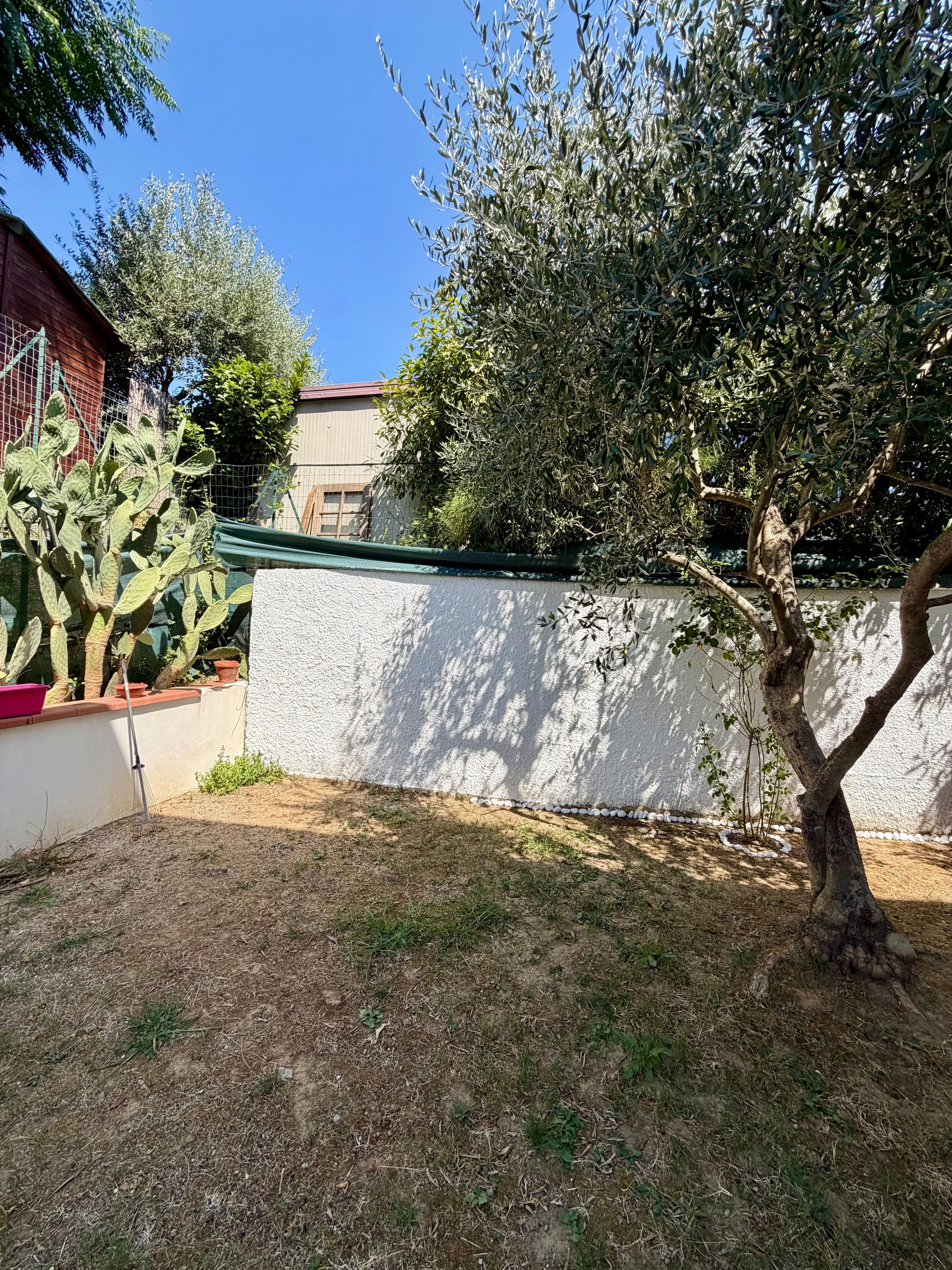 Un giardino con un cactus, un albero e un muro bianco.