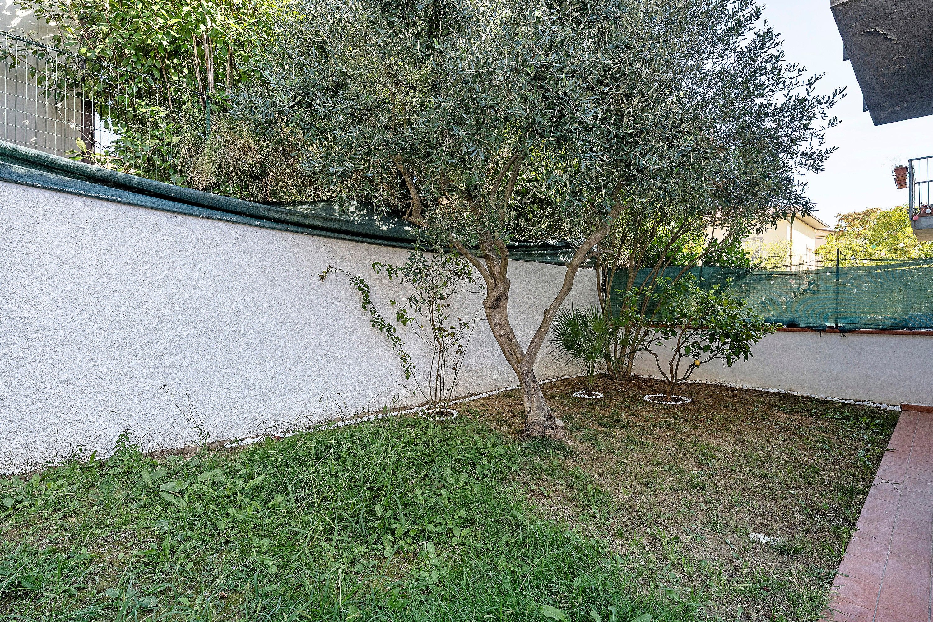 A garden area with a white wall, a small tree, and some grass.