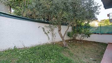 A garden area with a white wall, a small tree, and some grass.