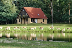 A house with a sloped roof, surrounded by a pond and a grassy area with deer.